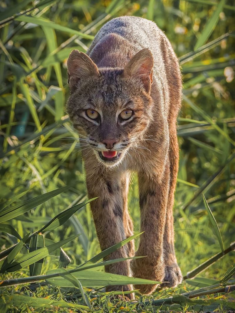 Bobcats: Secretive Neighbors