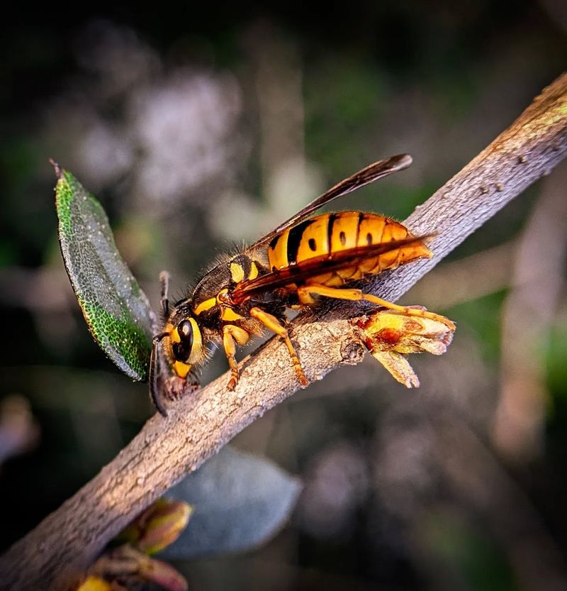 Eastern Yellowjacket