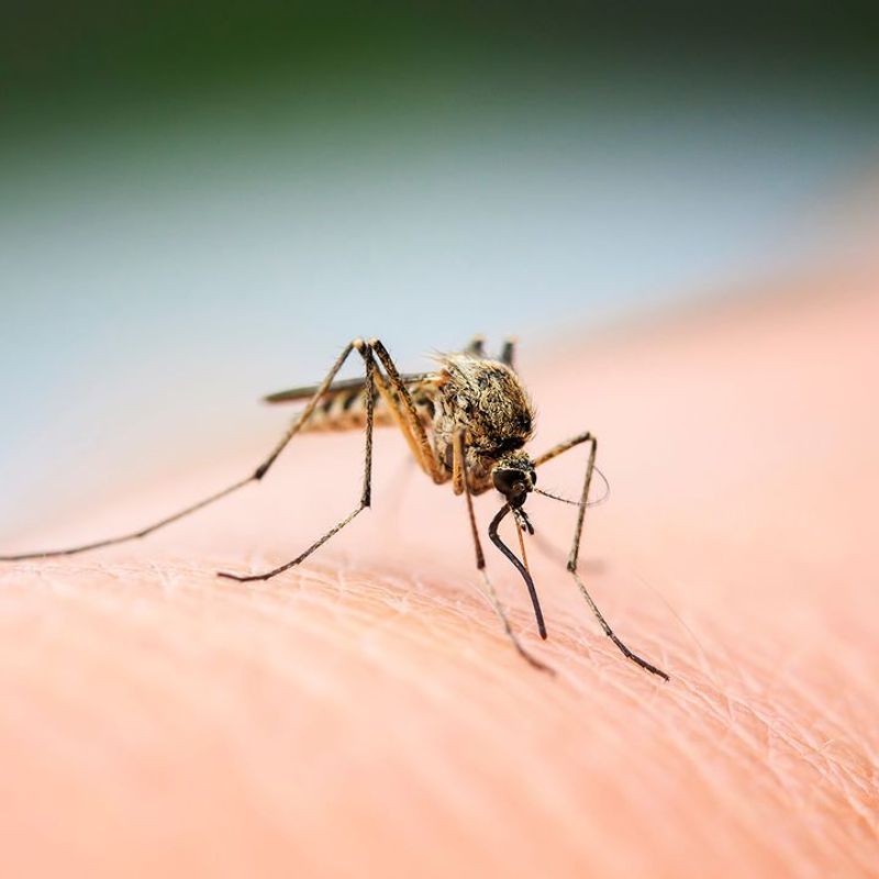 Mosquitoes