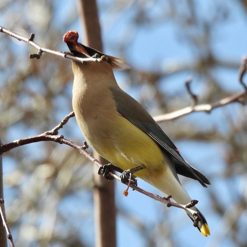 Cedar Waxwing: Masked Beauty