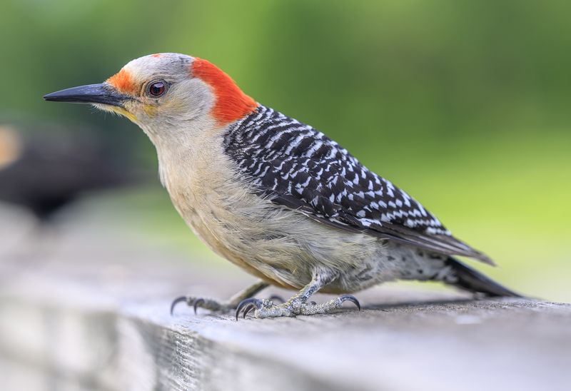 Red-Bellied Woodpeckers Near Feeders