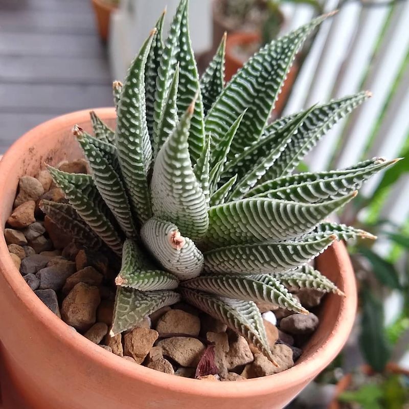 Haworthia