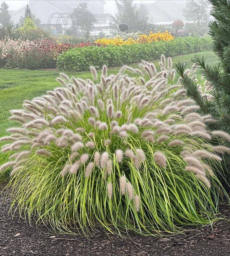 Tall Decorative Grasses