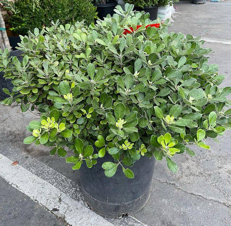 Pittosporum: Versatile Evergreen Barrier