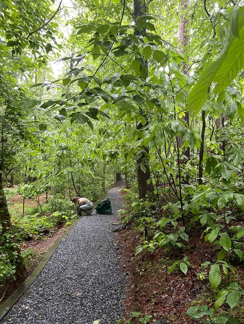Chinese Privet: The Woodland Destroyer