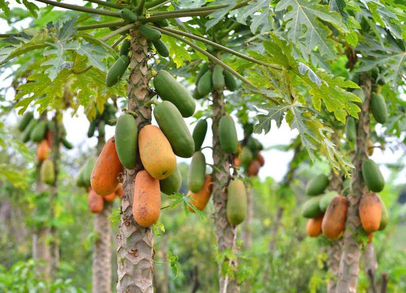 Papaya