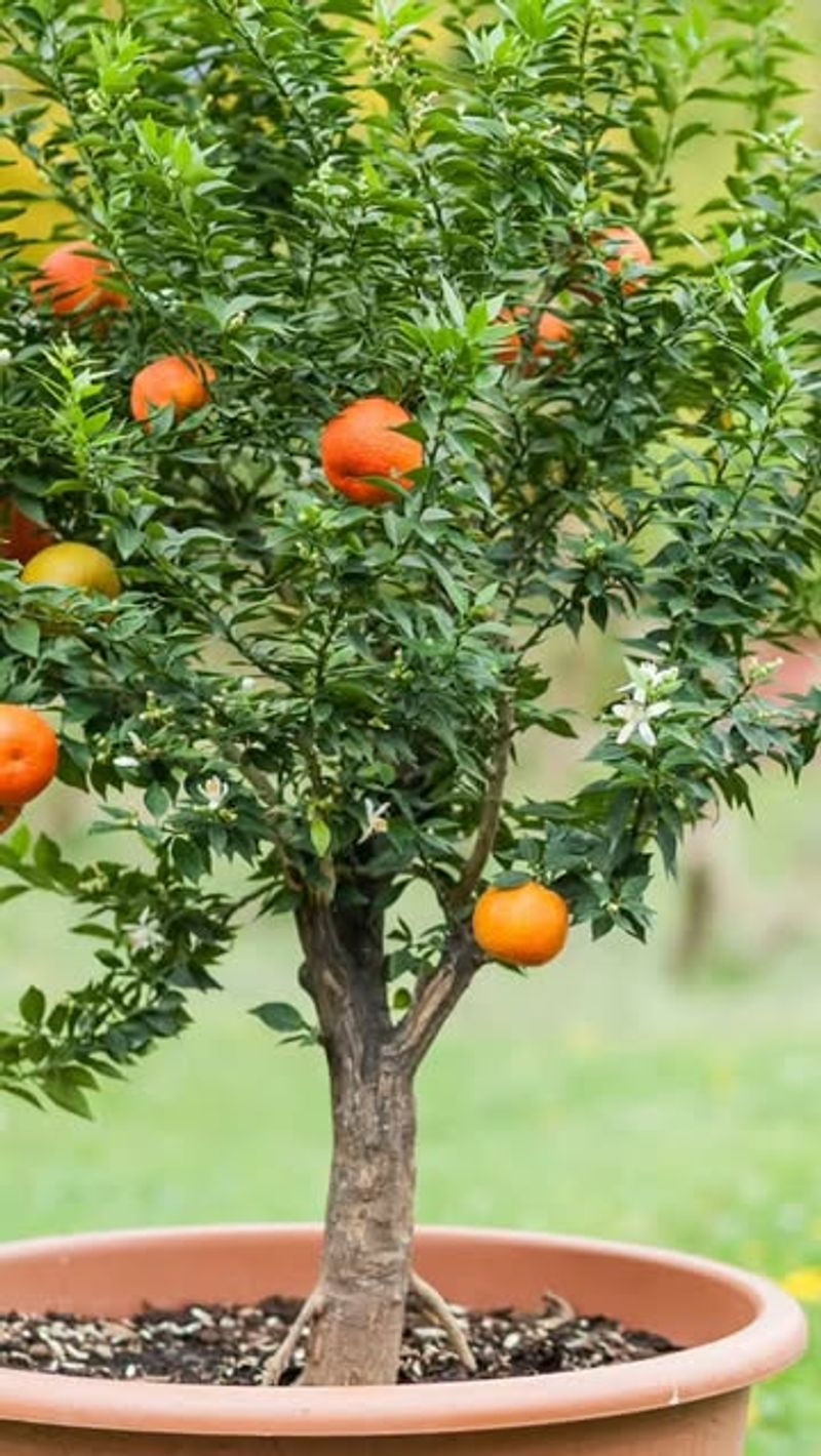 Citrus