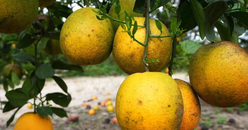 Citrus