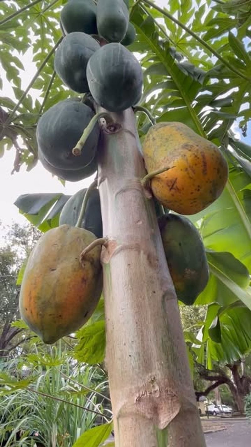 Papaya