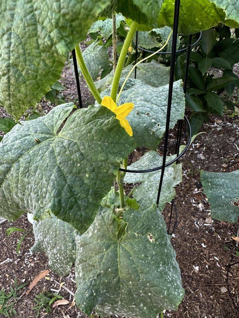 Milk Spray Powdery Mildew Treatment