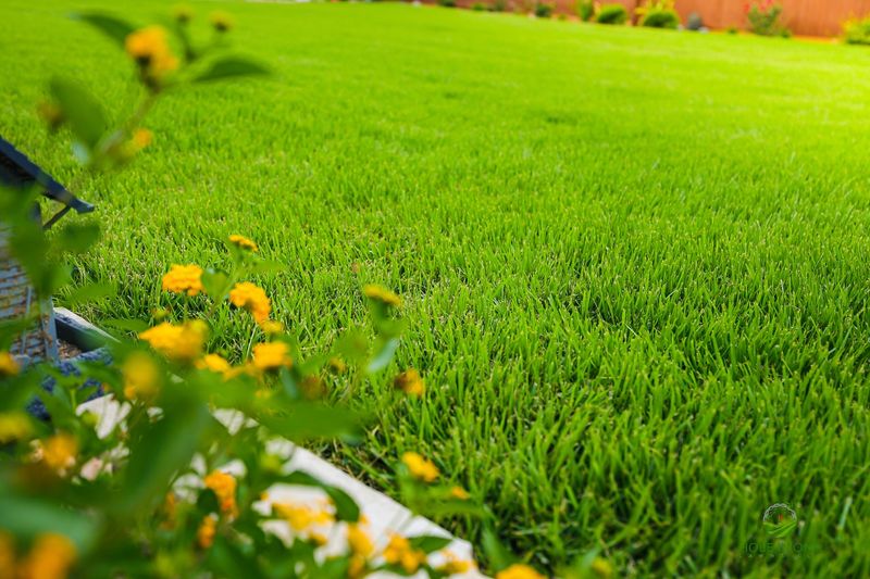 Zoysia Grass
