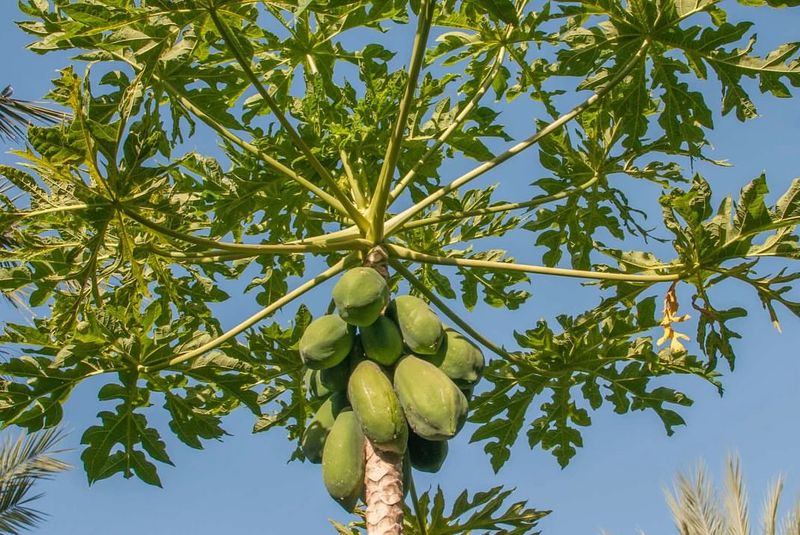 Papaya Trees Perish In Our Climate