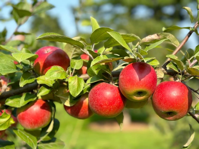 Apple Trees Produce Disappointing Harvests