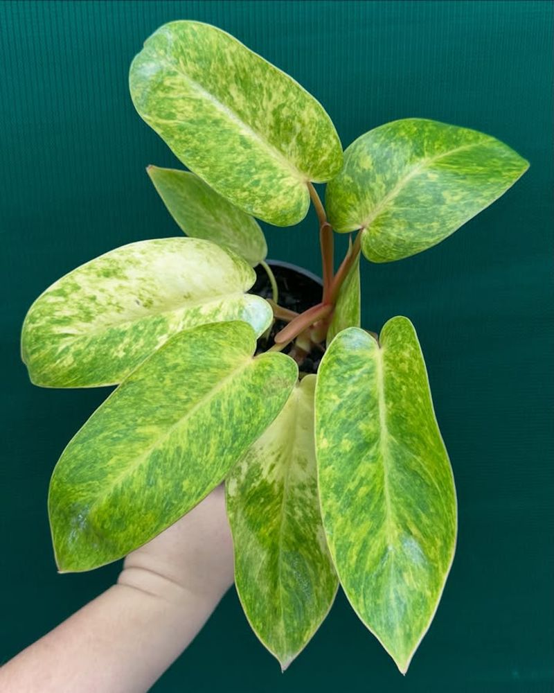 Philodendron