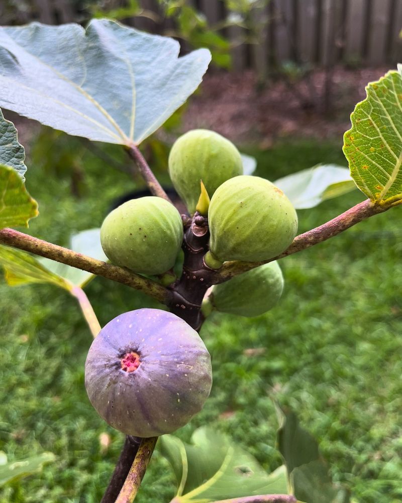 Fig Trees (Most Varieties)