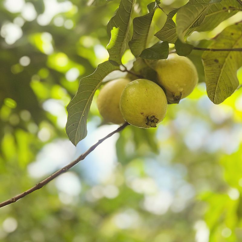 Guava