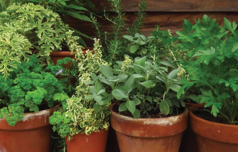 Prepare Herbs For Transition