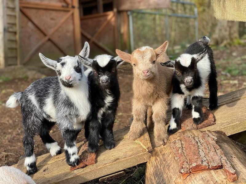 Nigerian Dwarf Goats