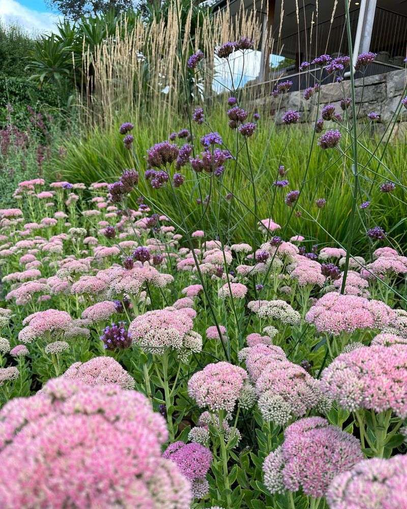 Sedum