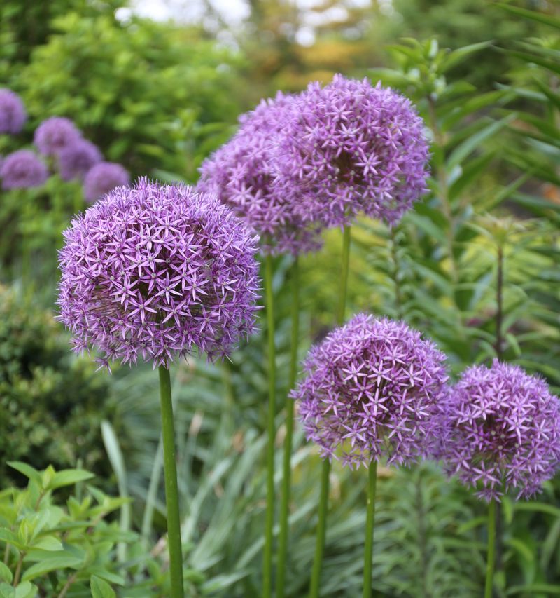 Ornamental Alliums Multiply Naturally In Indiana Gardens
