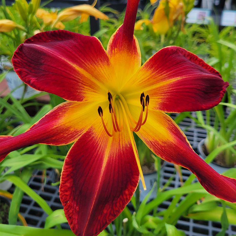 Daylily