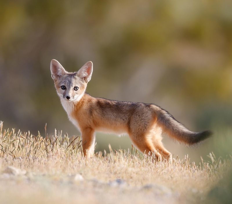 Kit Foxes: Desert Night Sprites
