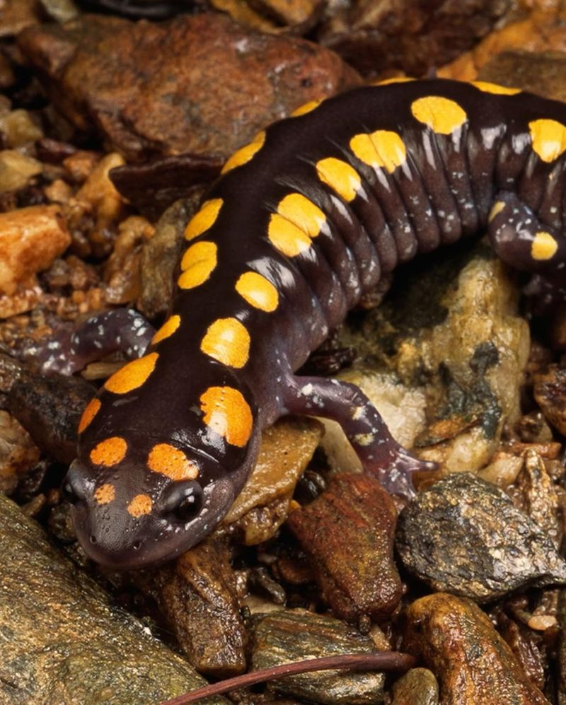 Spotted Salamanders In Garden Ponds