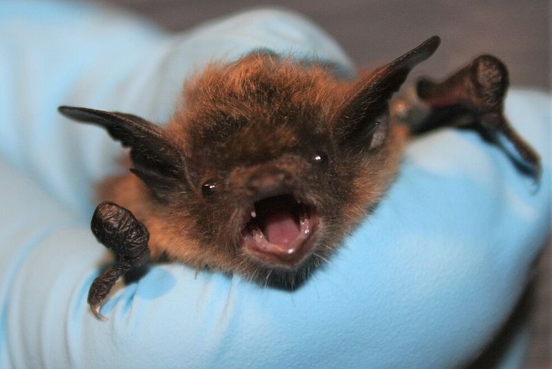Little Brown Bats In Rooflines And Sheds