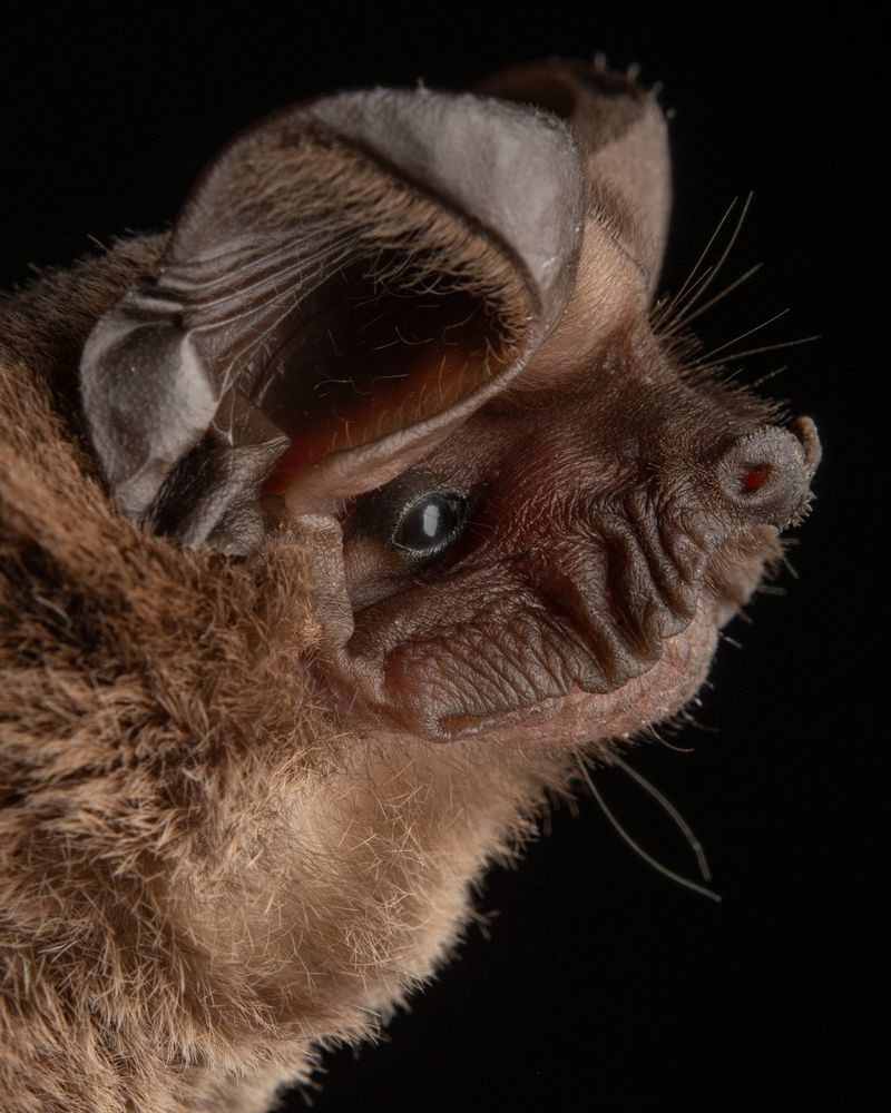 Mexican Free-tailed Bats - Aerial Insect Controllers