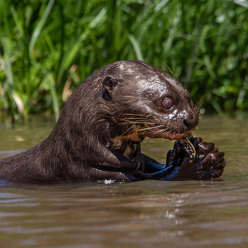 River Otters: Playful Stream Residents