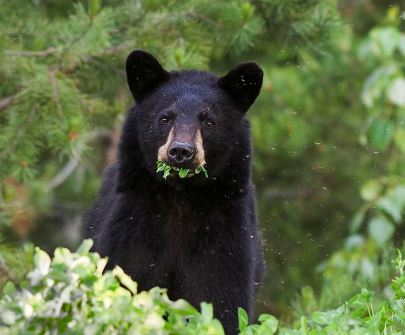Black Bears Making Suburban Appearances