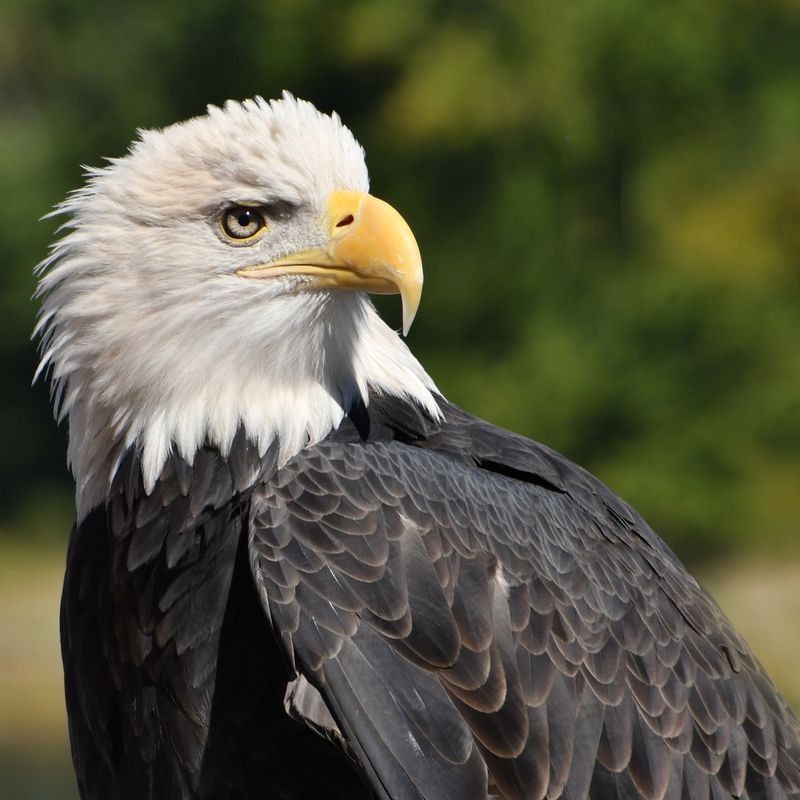 Bald Eagles: Urban Fishers