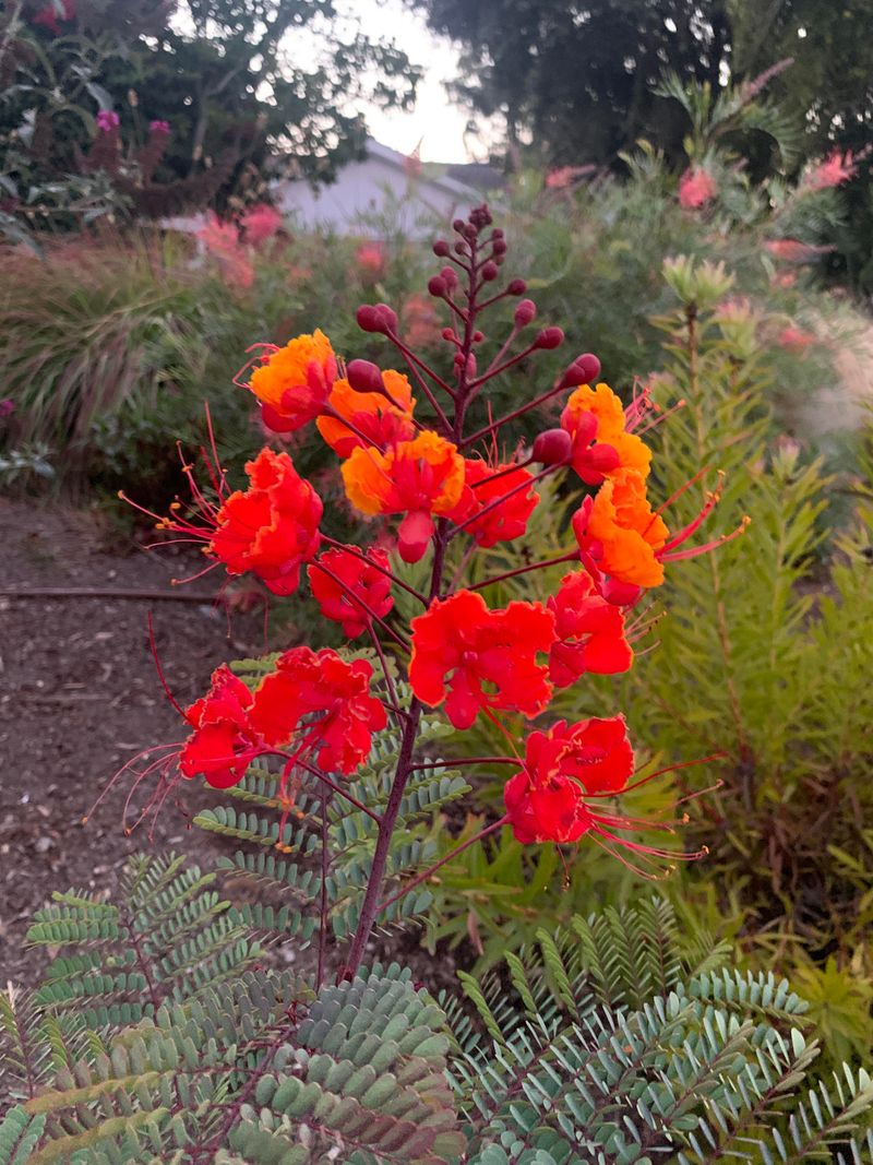 Mexican Bird Of Paradise
