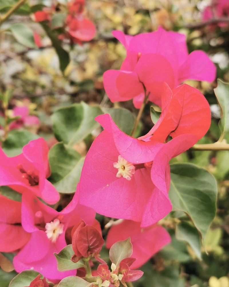Menlo Park, Tucson