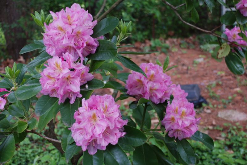 Rhododendrons