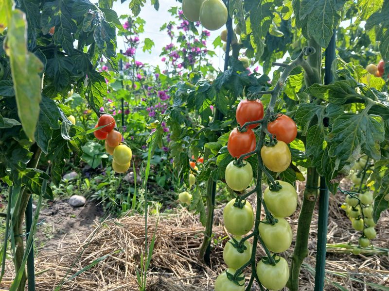 Tomatoes: Towering Neighbors