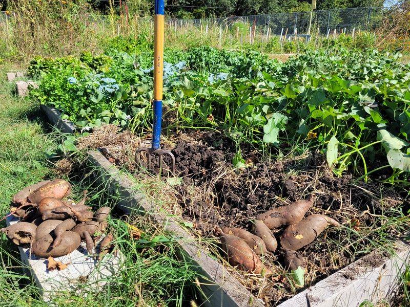 Sweet Potatoes