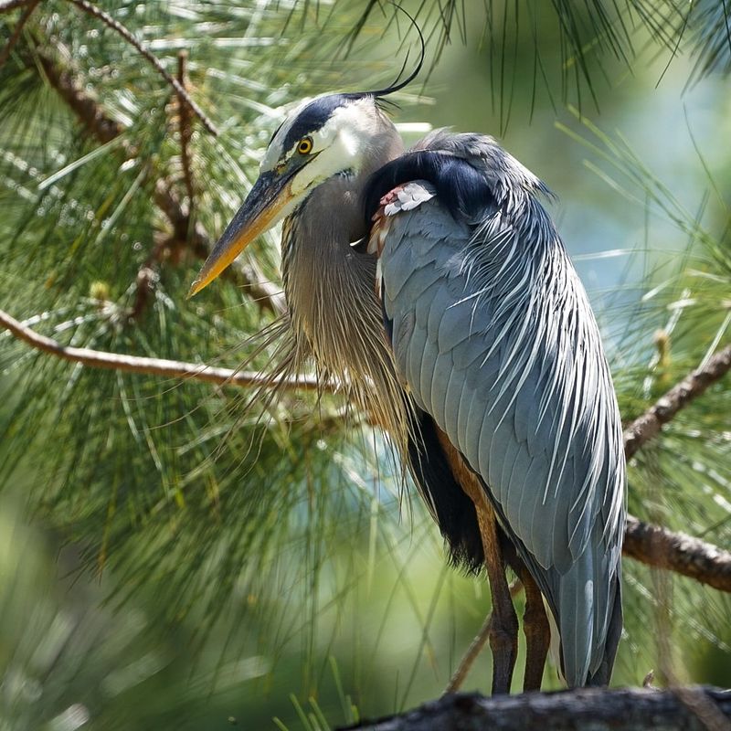 Great Blue Herons
