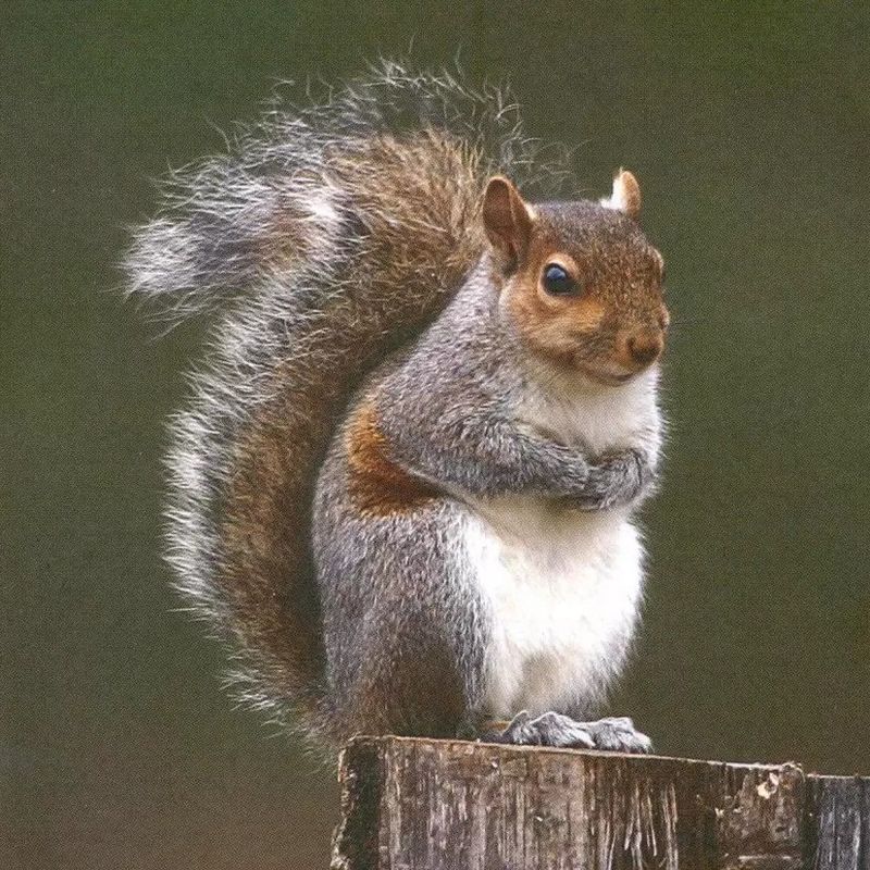 Western Gray Squirrels