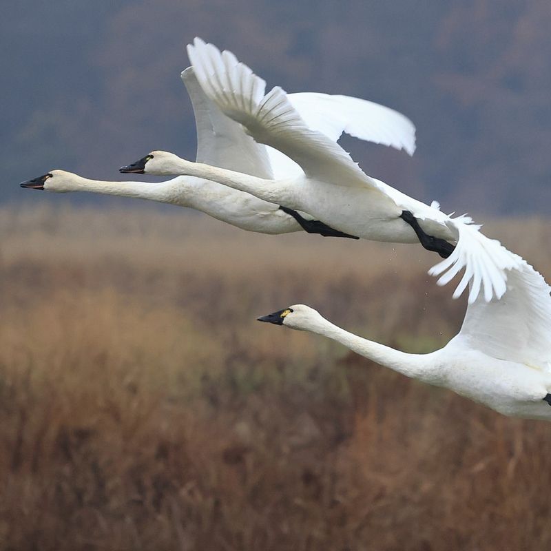 Tundra Swan Stopover Spectacle