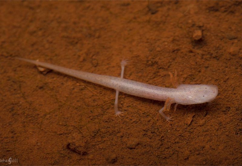 Texas Blind Salamanders