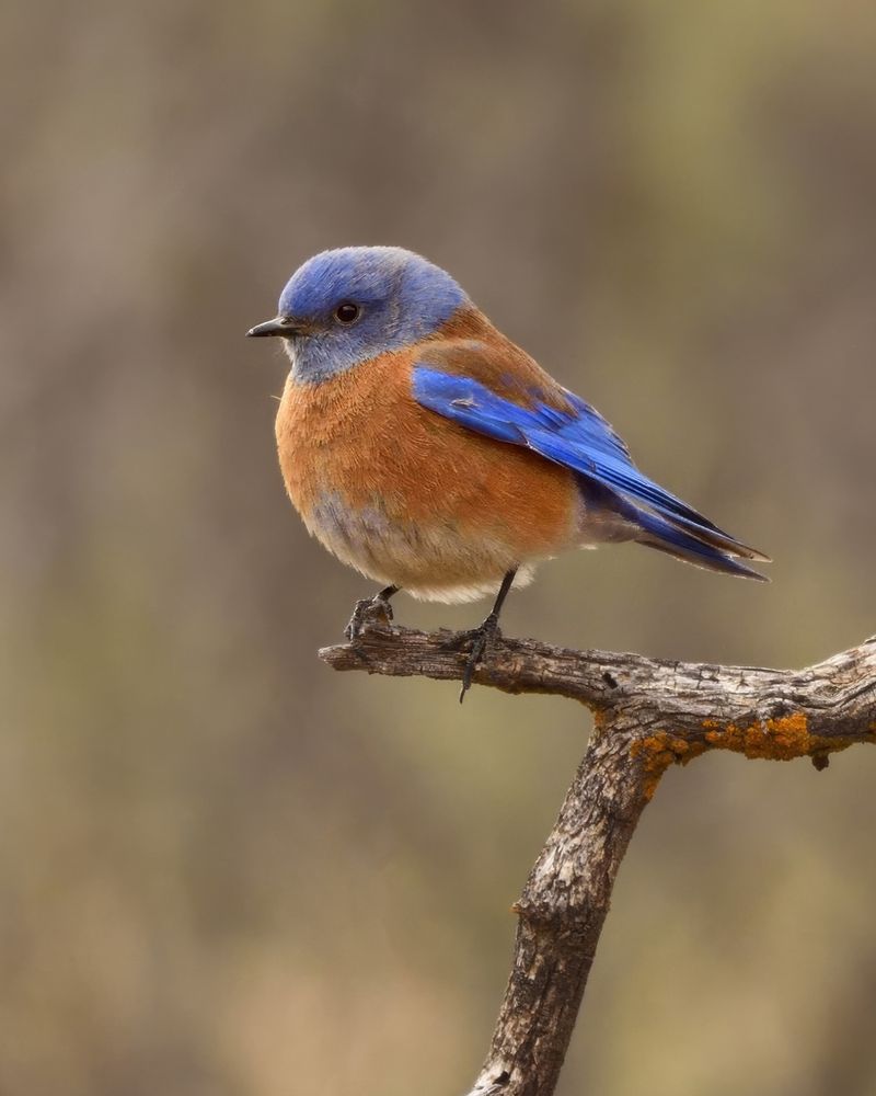 Bluebirds