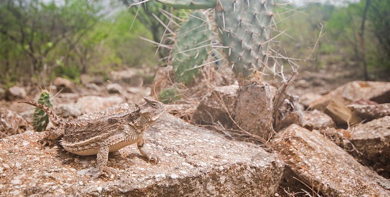Horned Lizards Among Desert-Adapted Plants