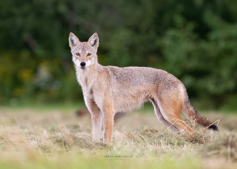 Eastern Coyotes: Elusive Urban Predators