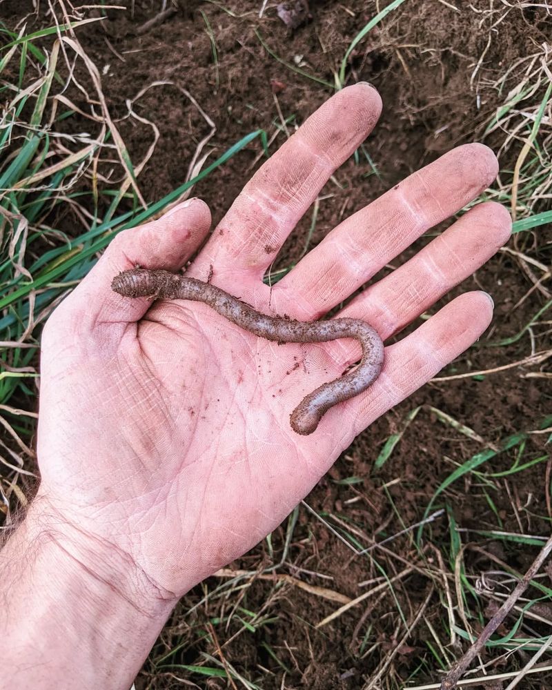 Earthworms