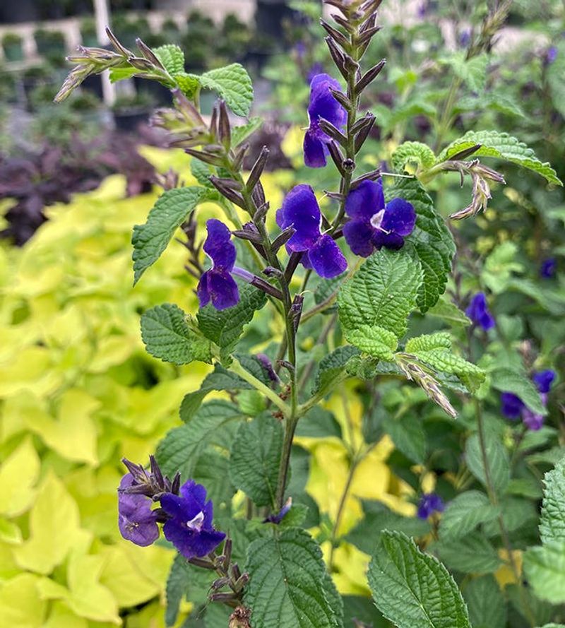 Porter Weed (Stachytarpheta jamaicensis)