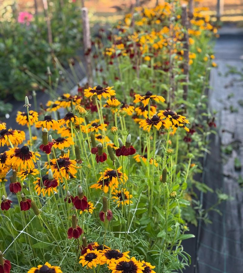Black-Eyed Susans