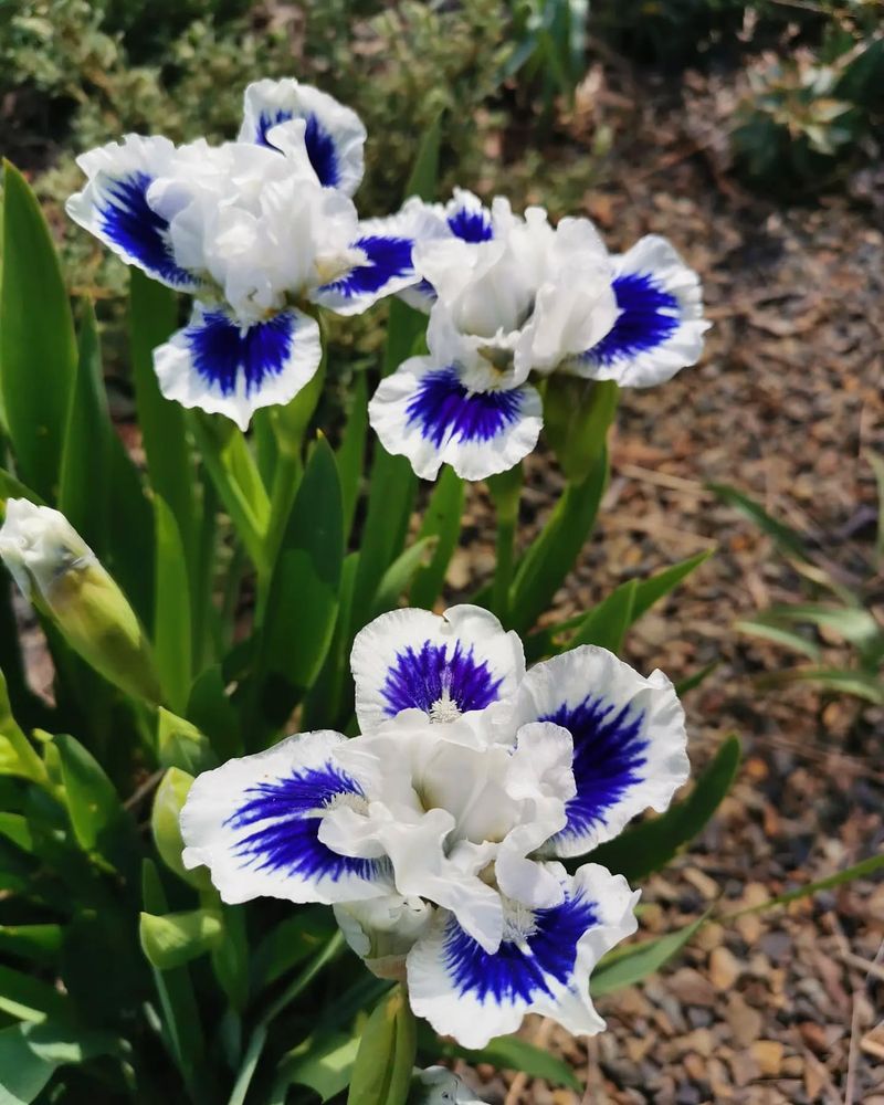 Thrives In South Carolina's Climate Conditions