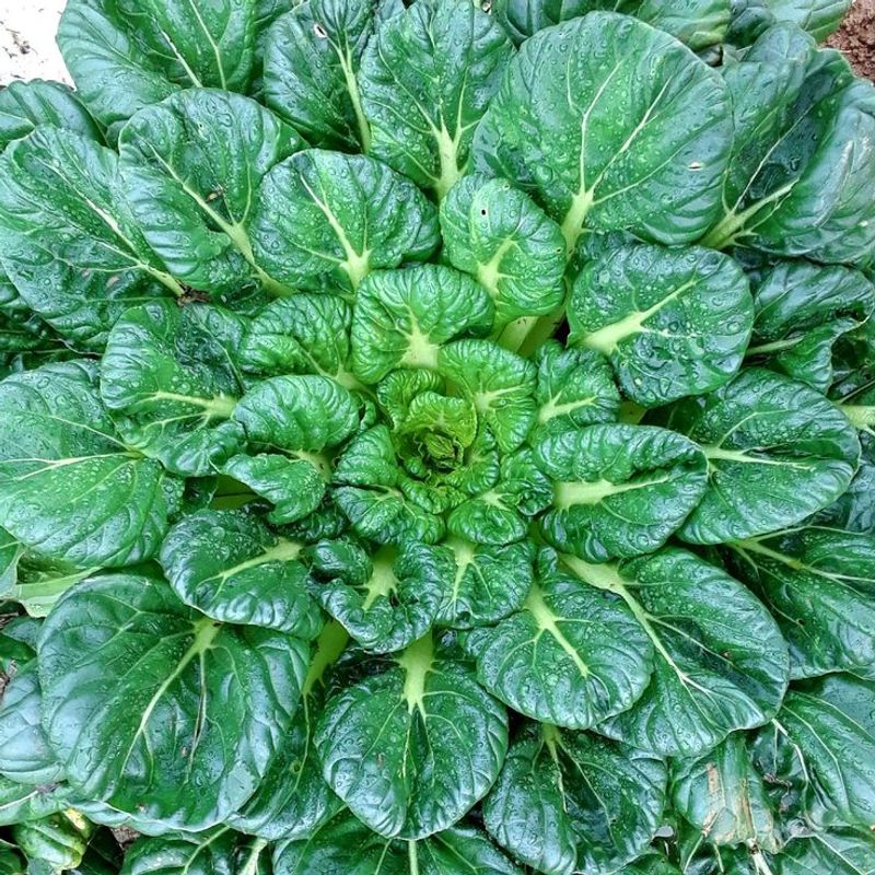 Pest-Resistant And Low-Maintenance