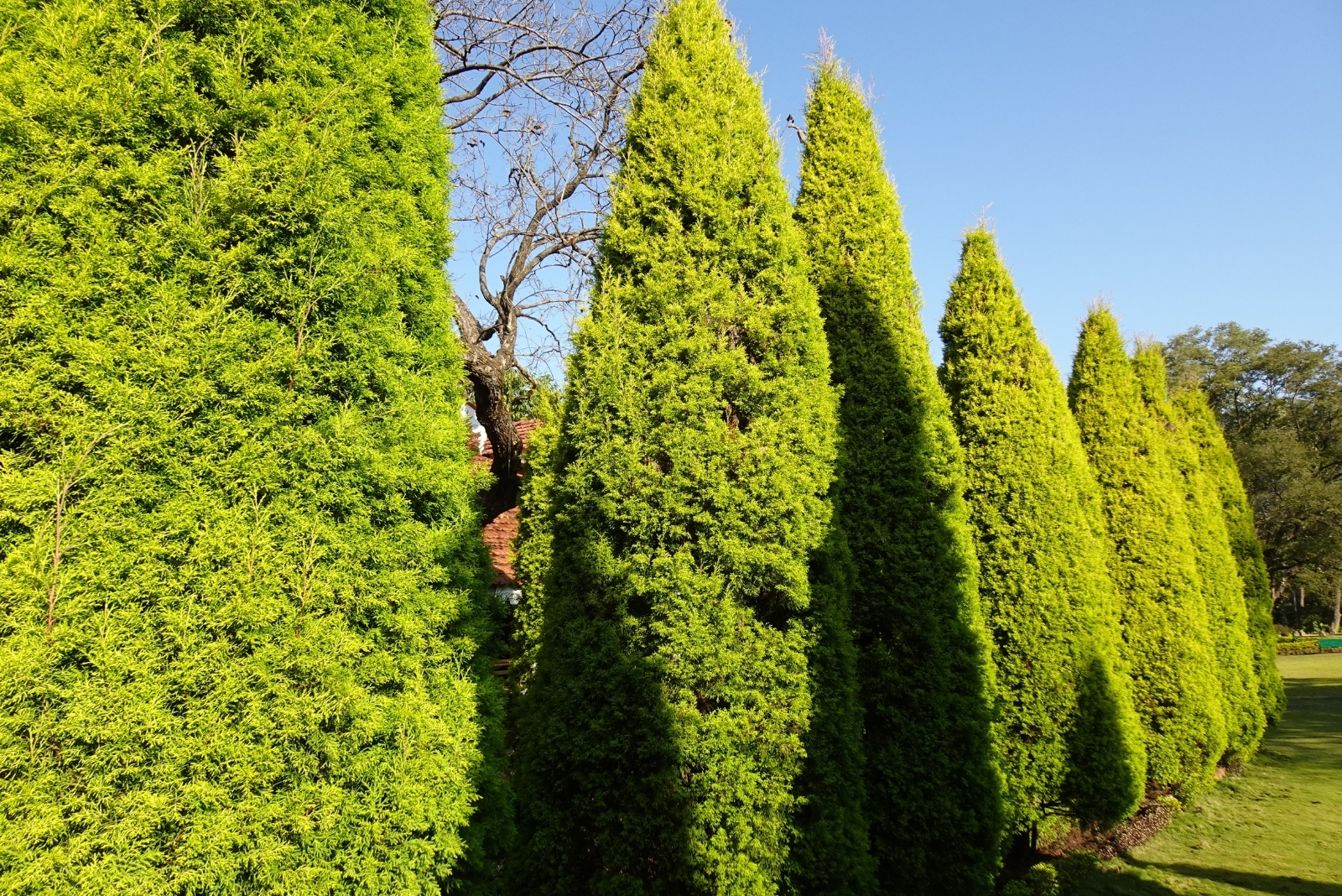 Beautiful Trees That Offer Quick Privacy In North Carolina And South Carolina